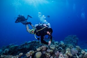 Daylight and Ecosystems: What Coral Reefs Can Teach Us About the Language of Light