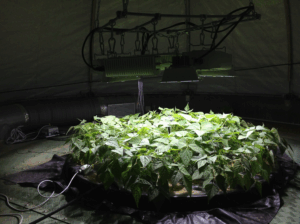 The silent melody of the forest’s symphony